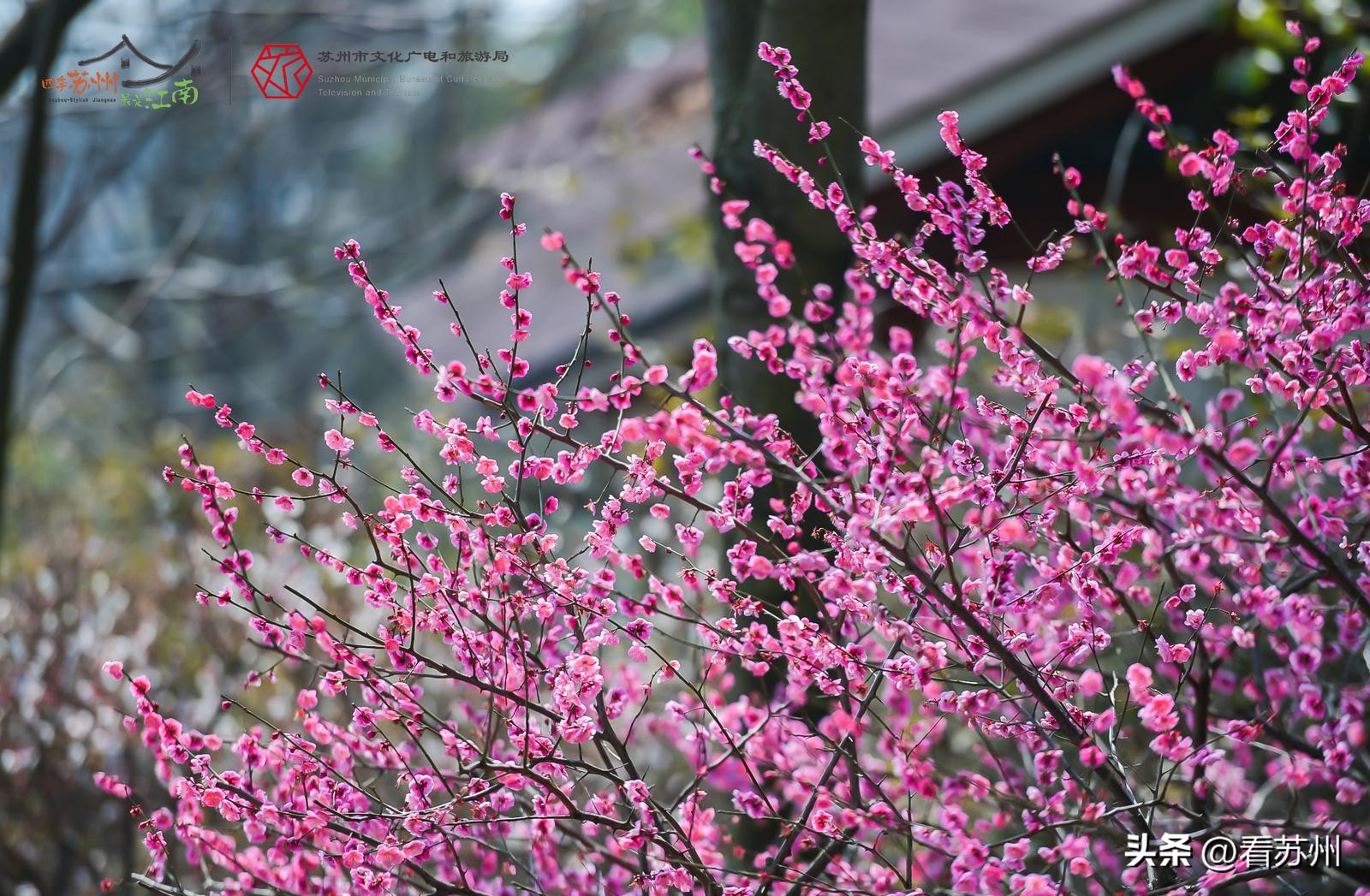 苏州春季旅游路线攻略,苏州春季旅游攻略路线推荐