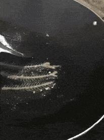 小鳄龟为啥养着养着就断尾了,以前不理解别人养宠物