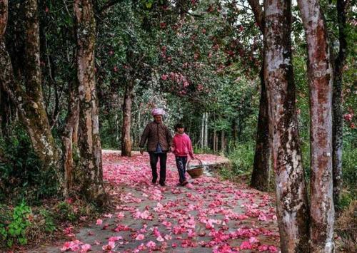 一月山茶花哪个地区最美,赏花山茶花