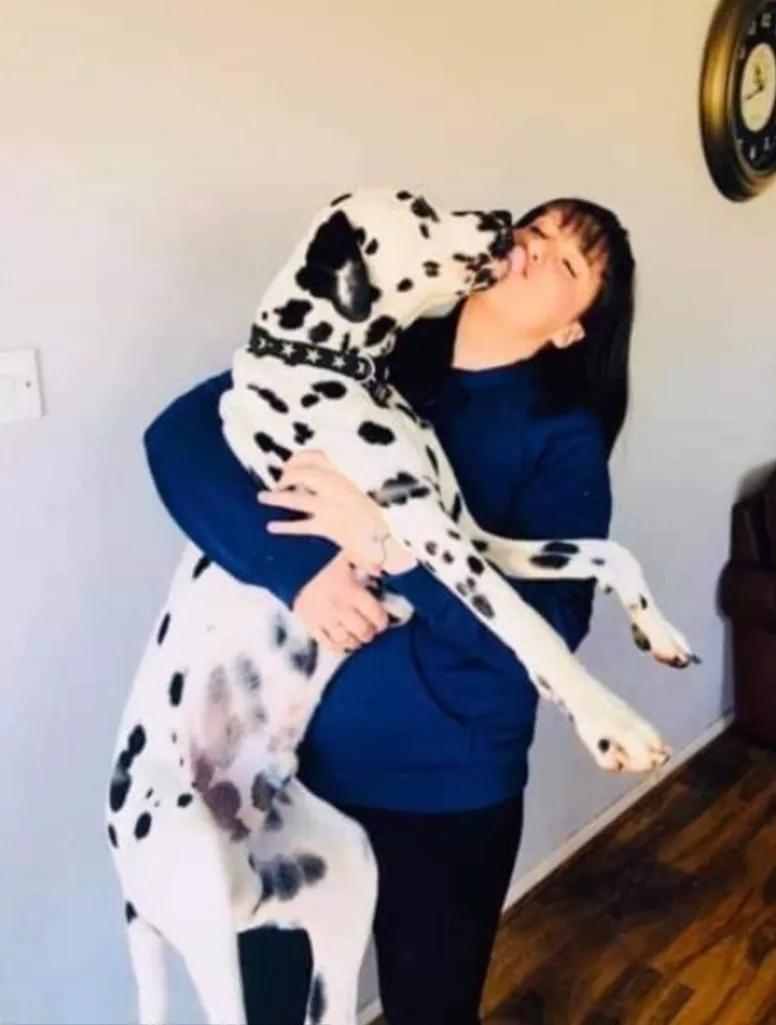 小黄狗长大的过程,小黄狗长大过程