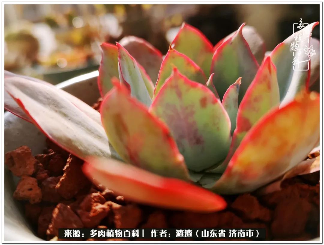 一个并不优秀的90后,何以解忧唯有多肉下一句