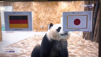 大熊猫成功“预测”日本战胜德国,大熊猫预测四场球赛