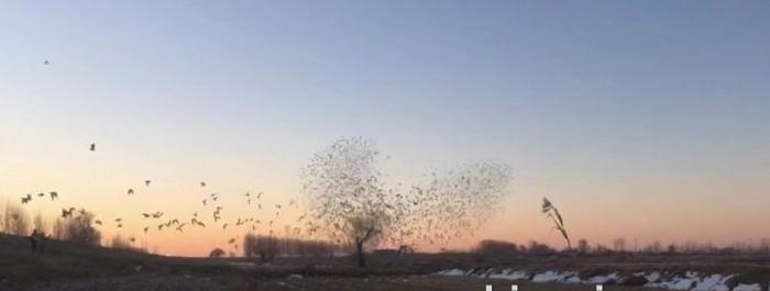 2021年国际鸽联“洲际杯”国际公棚鸽王赛—唐山阳光站决赛关完赛