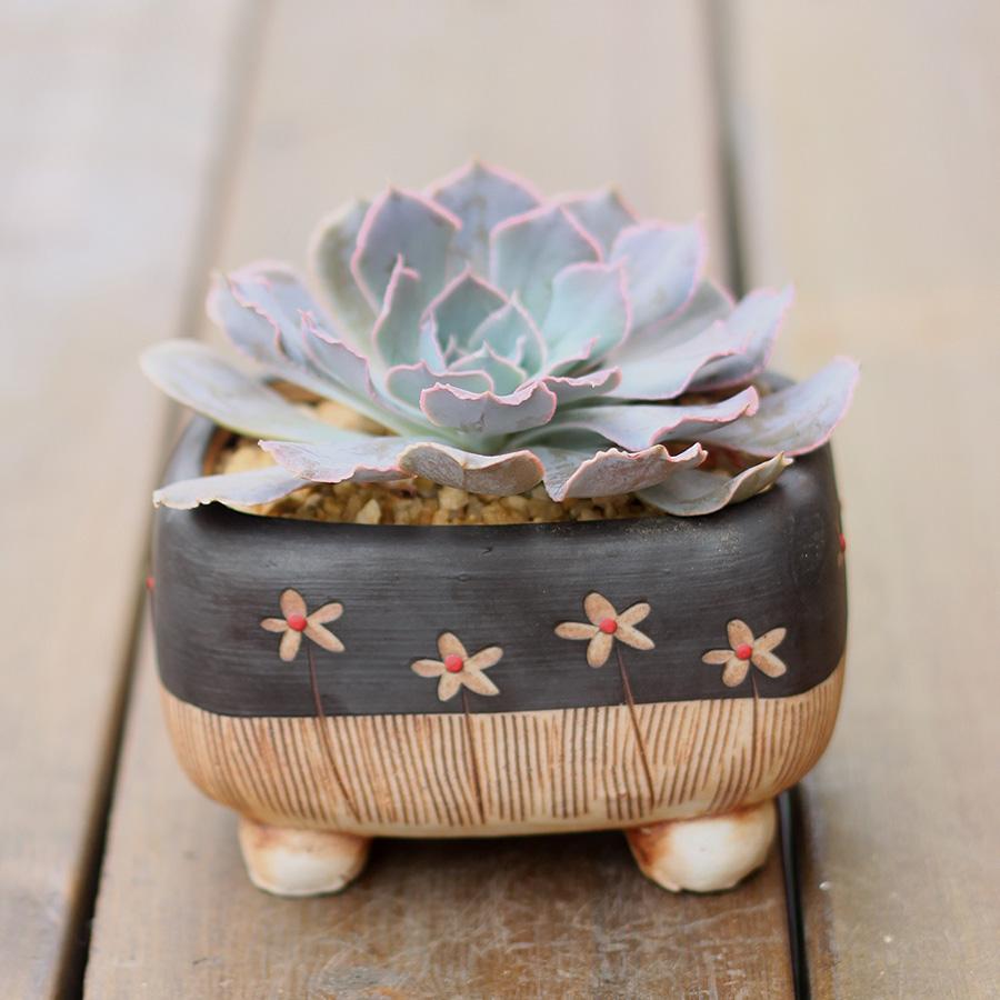 多肉植物存活率多少合适,网购的多肉怎么样快速养好根