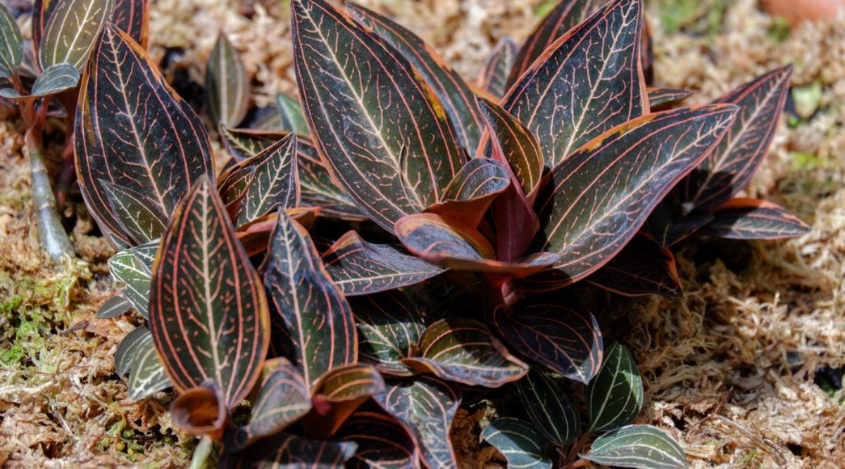 香味最浓的热带兰花品种,香味最浓的热带兰花品种排名