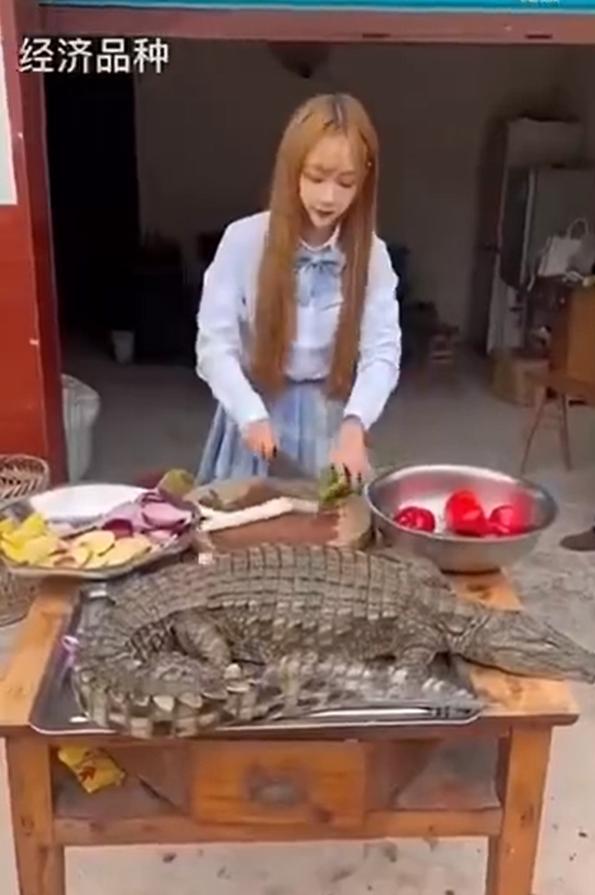 网红女主播吃大白鲨调查后续,网红被爆料吃大白鲨