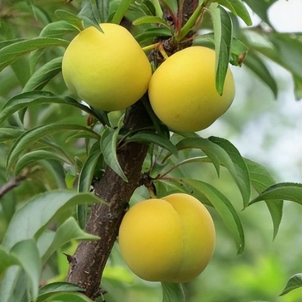 五一期间金堂附近水果采摘,欢迎光临金堂县万亩果园观光采摘