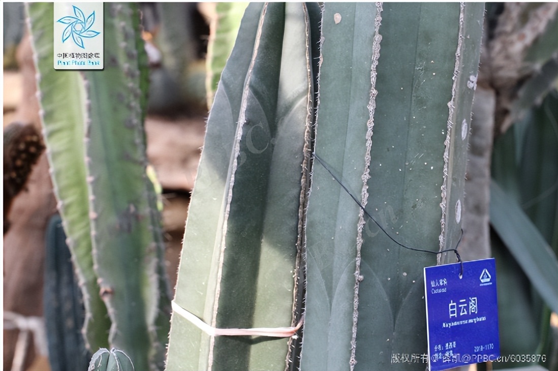 28种不同类型的仙人掌植物,多种品种仙人掌如何栽种