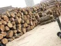 蒙古栎树也叫橡树,蒙古栎辽东栎的区别