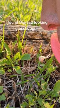 老外用虫子接吻器狂亲蚯蚓，连苍蝇路过都要被嘬两口