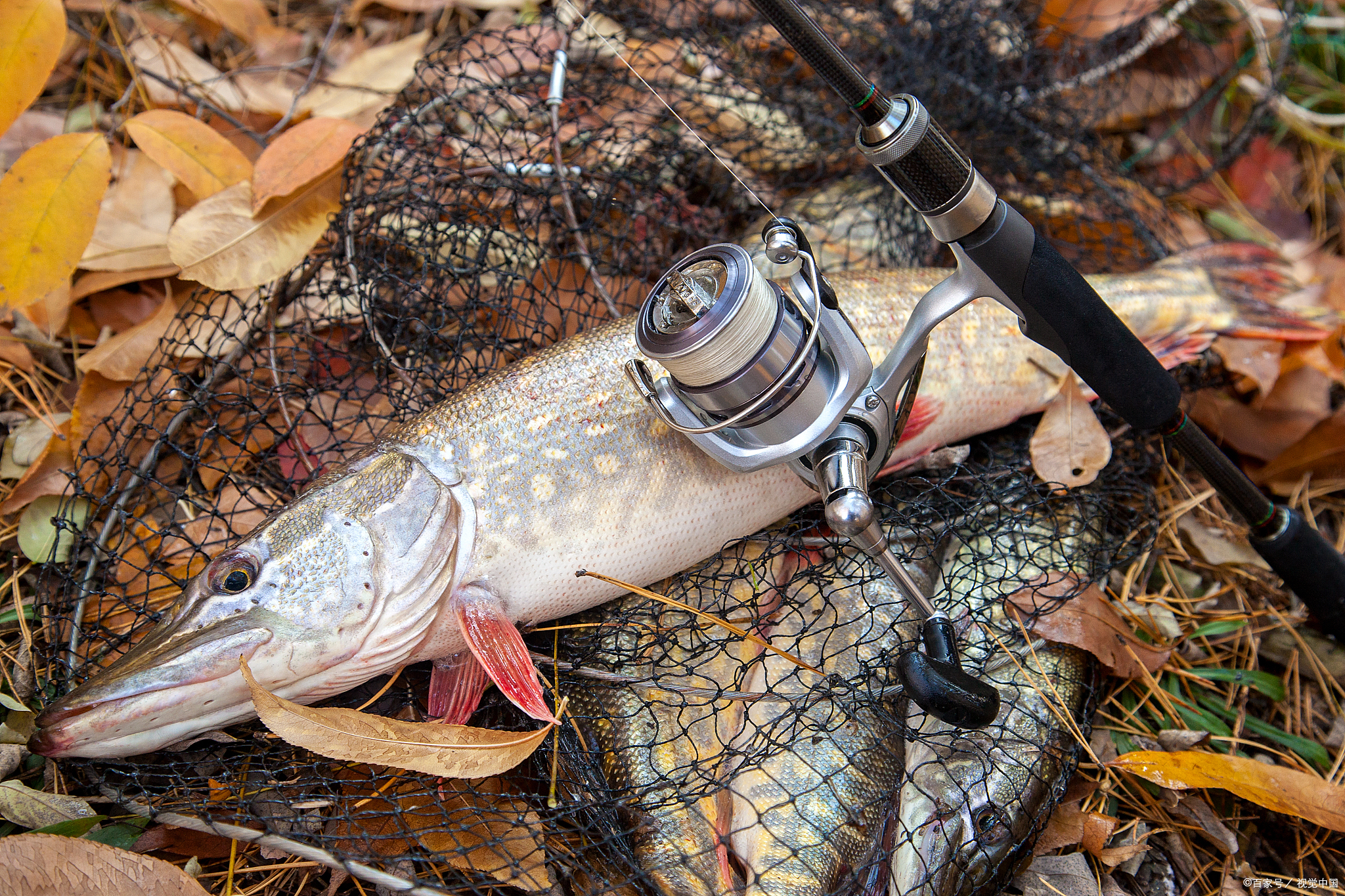 路亚威海鱼竿,威海海钓路亚鱼竿推荐