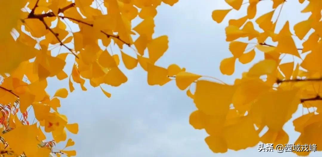 静默日记10:政府有温度群众有信心以文化人让正能量感化每一个人