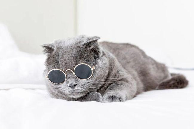 宠物死亡后怎么安葬,宠物去世的安葬方法