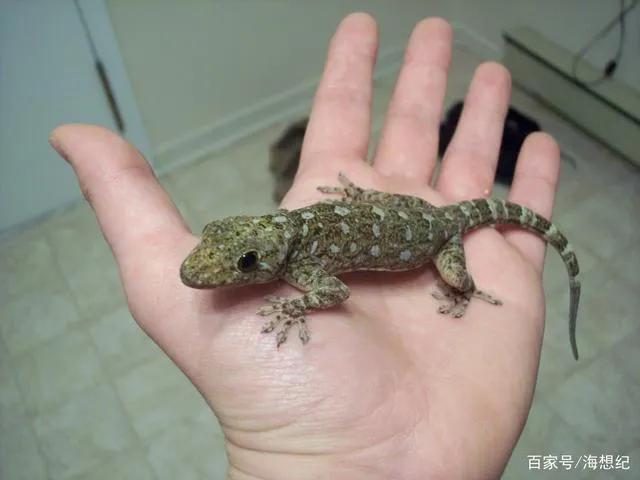 壁虎为什么会被称为五毒,壁虎为什么被称为五毒之一