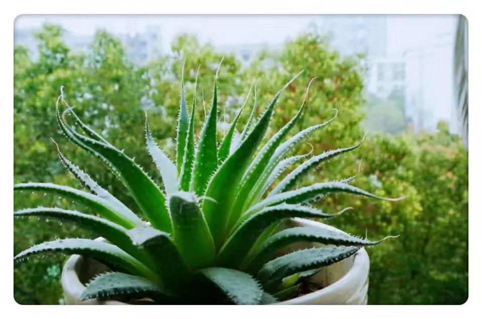 开到荼蘼花事了尘烟尽意思,开到荼蘼花事了不思量自难忘