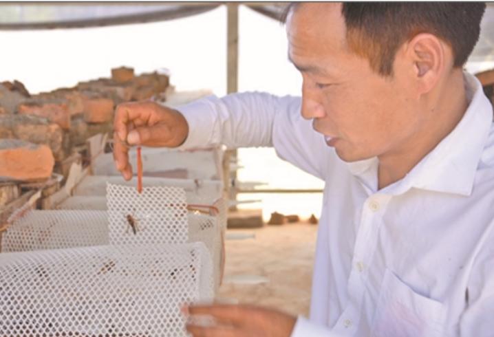 杀人蜂发家致富吗,养杀人蜂年入百万