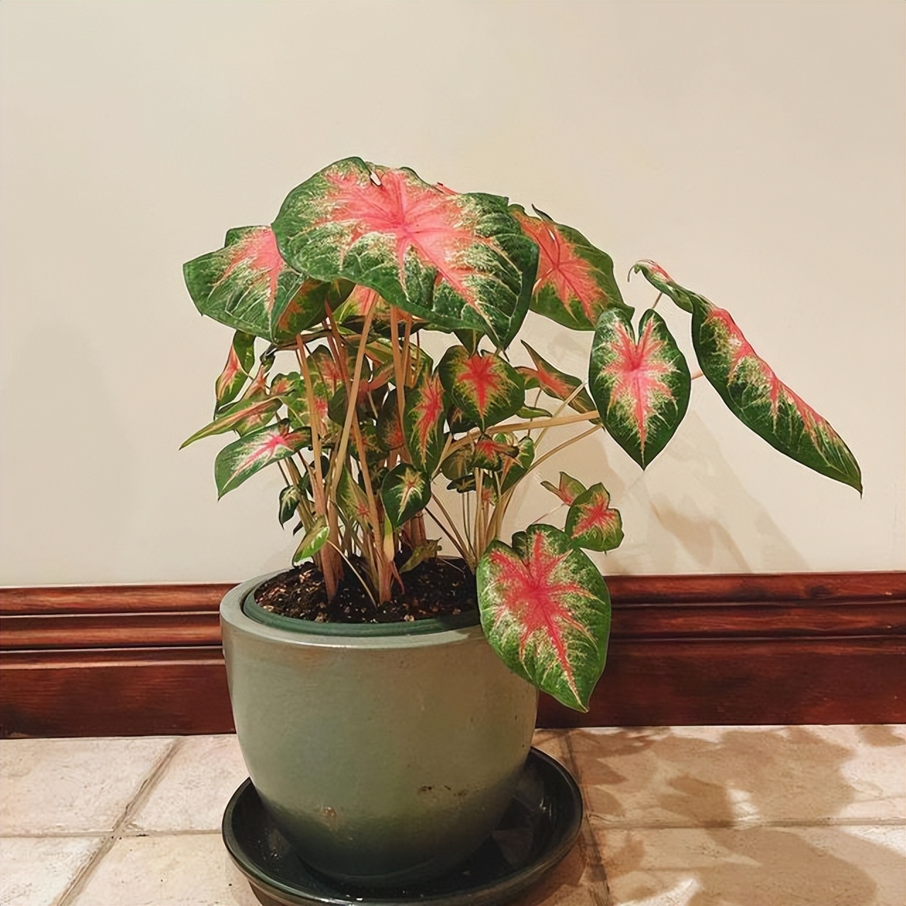 适合室内养的耐阴花和植物,就养这10种耐阴花比绿萝都好养