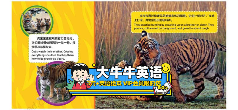 Tigers3~6岁英语启蒙绘本