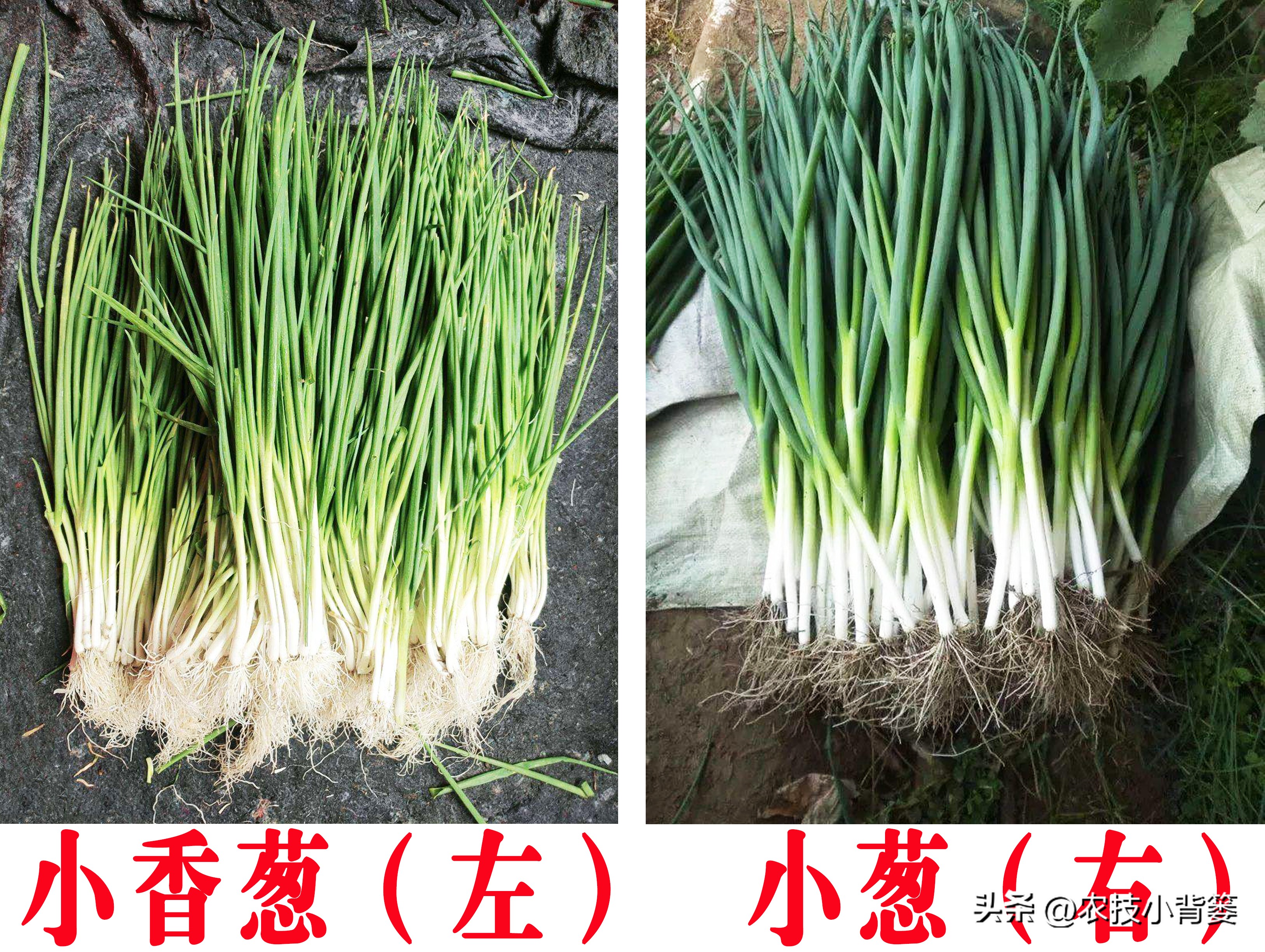 小香葱的种植方法与时间,小香葱播种多久可以采收