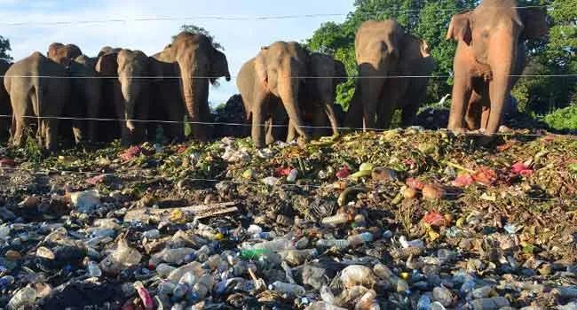 100多头大象死亡,200头大象死亡