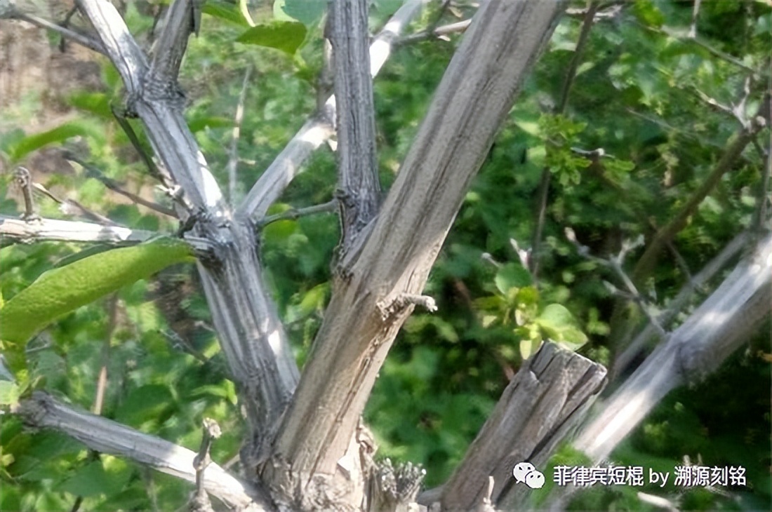 菲律宾短棍什么材质好,菲律宾短棍和中国少林棍