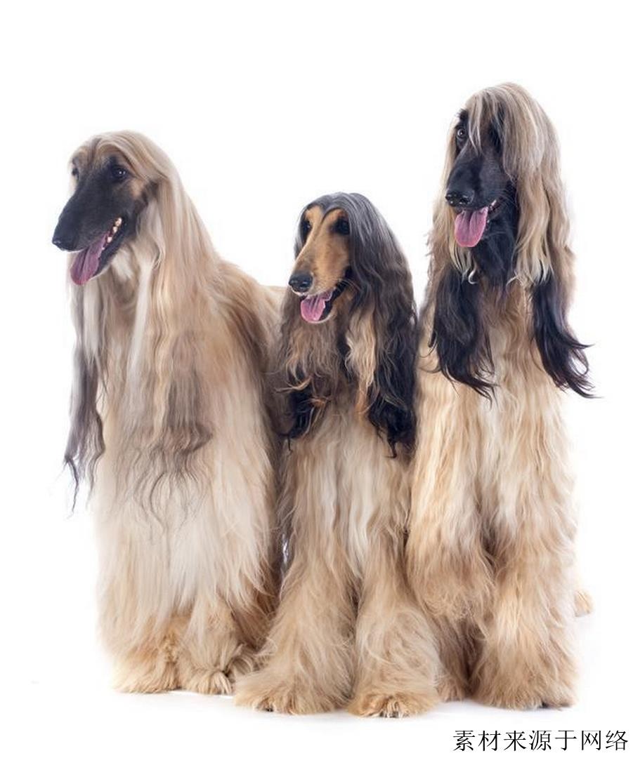 阿富汗犬很难驯服,阿富汗犬的优点和缺点