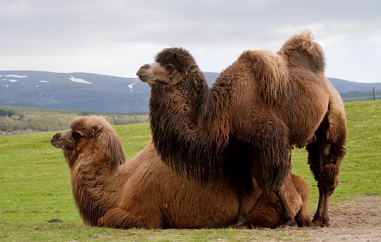 骆驼王者荣耀,骆驼是沙漠中的霸主