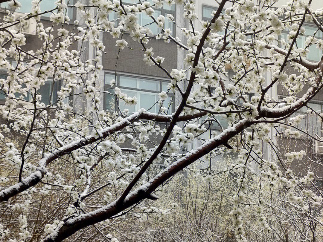 十首著名的雪景诗春雪,最绝美的雪诗句