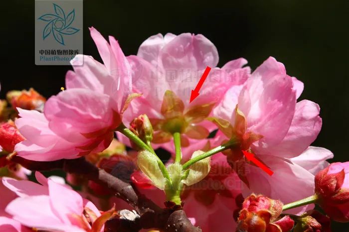 初春河津樱花图片大全,河津樱花品种大全