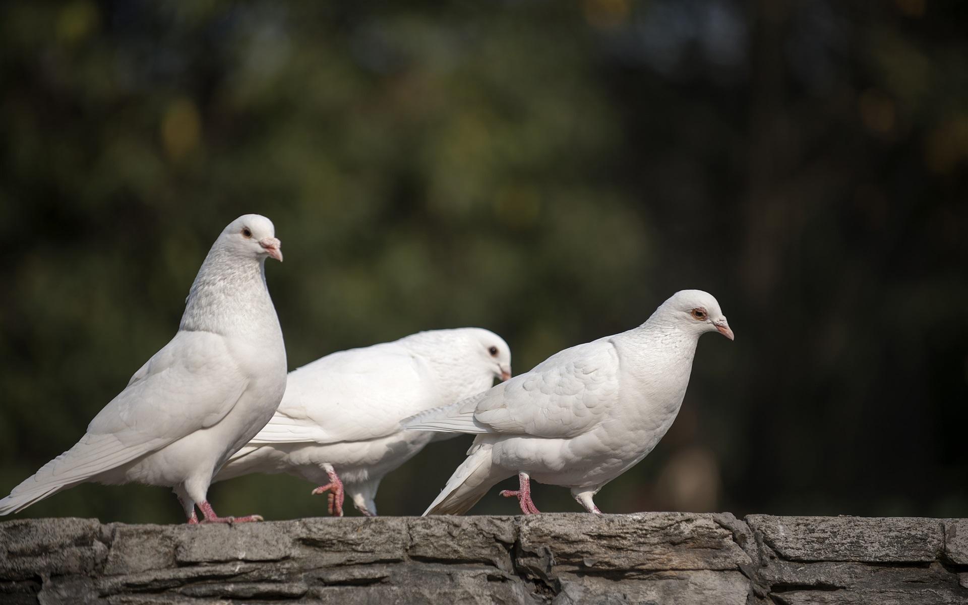 鸽子缺钙站不起来怎么办,幼鸽缺钙是什么原因