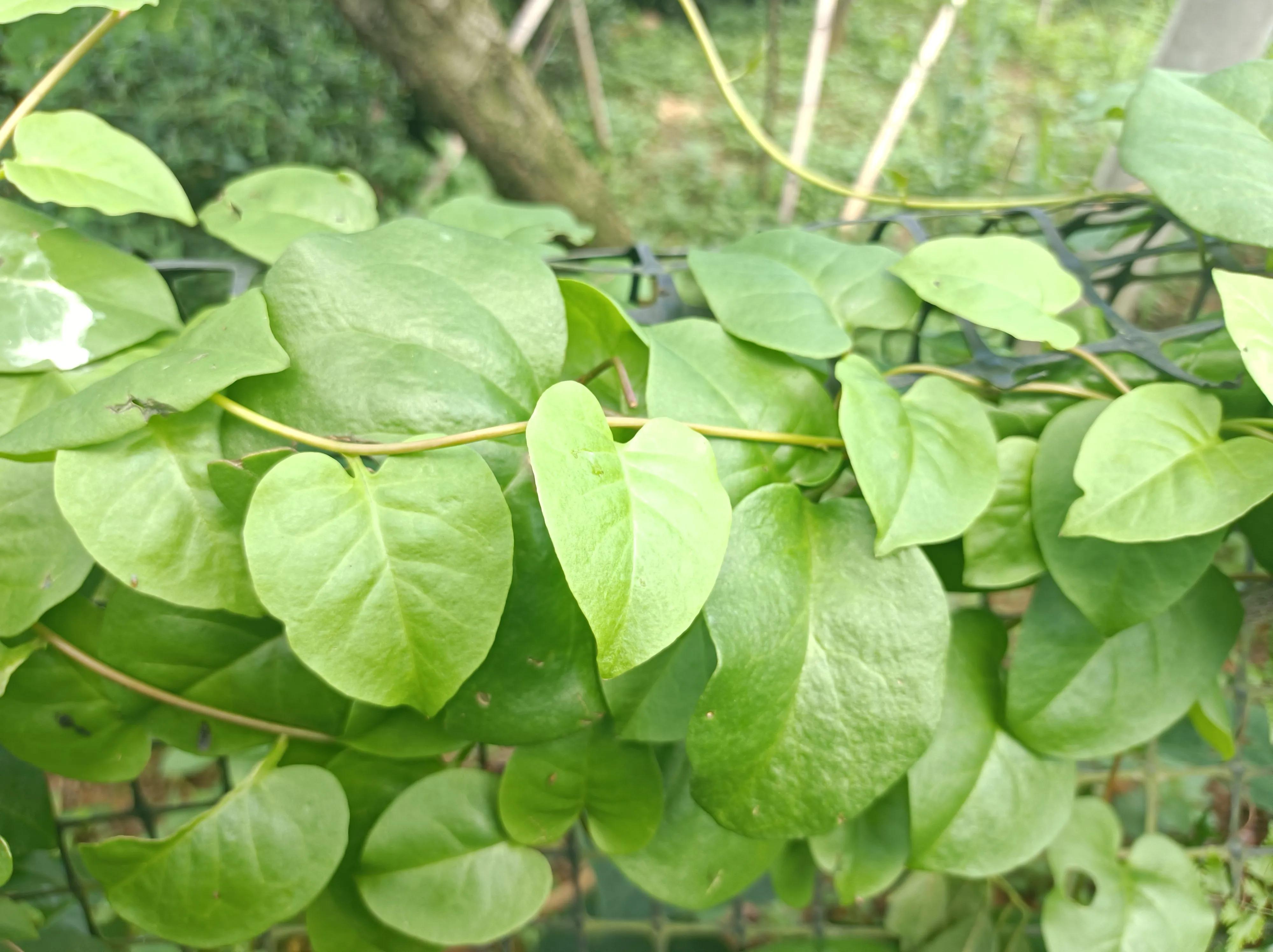 以臭为名的野菜，被农村人称为“消炎草”，解决了不少人的烦恼