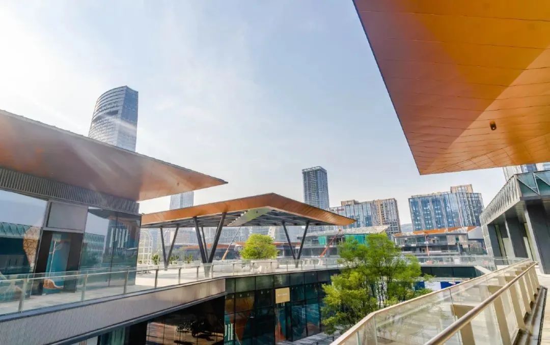 鸽王争霸,鸽王争霸赛开幕