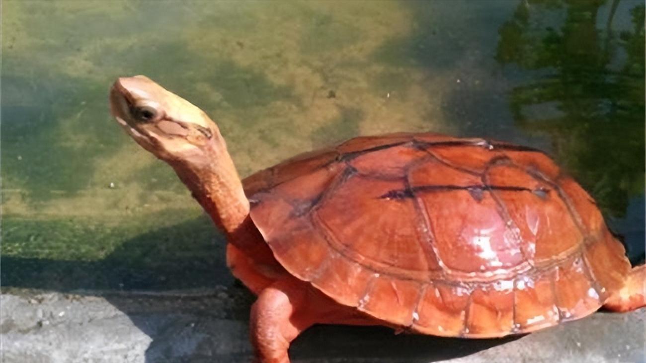 金钱龟的生物学特性及人工繁殖,野生金钱龟的生活习性