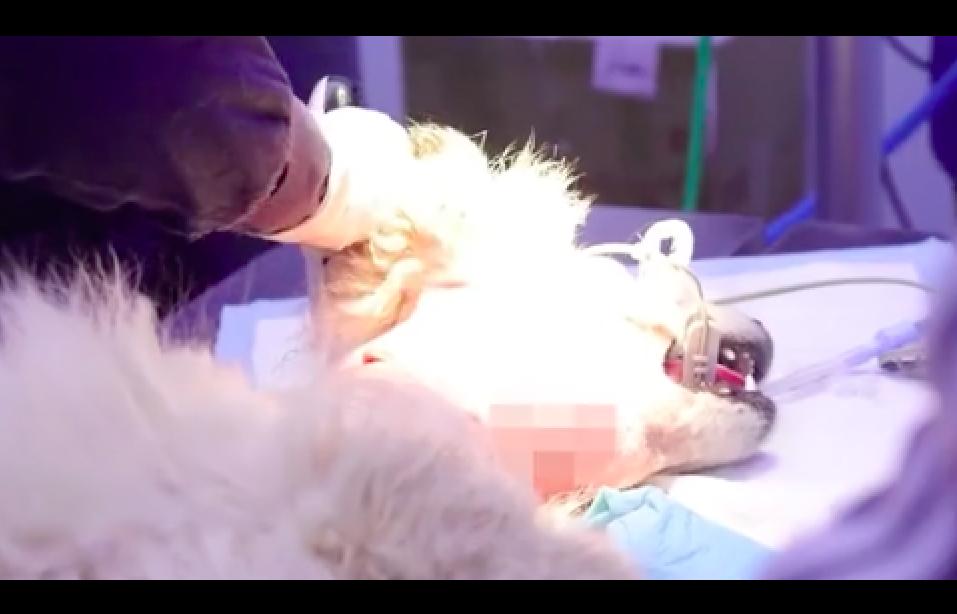 萨摩耶被虐待,萨摩耶被虐待后续