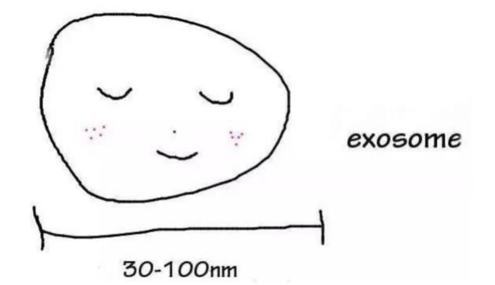 什么叫外泌体护肤,外泌体美容有什么副作用