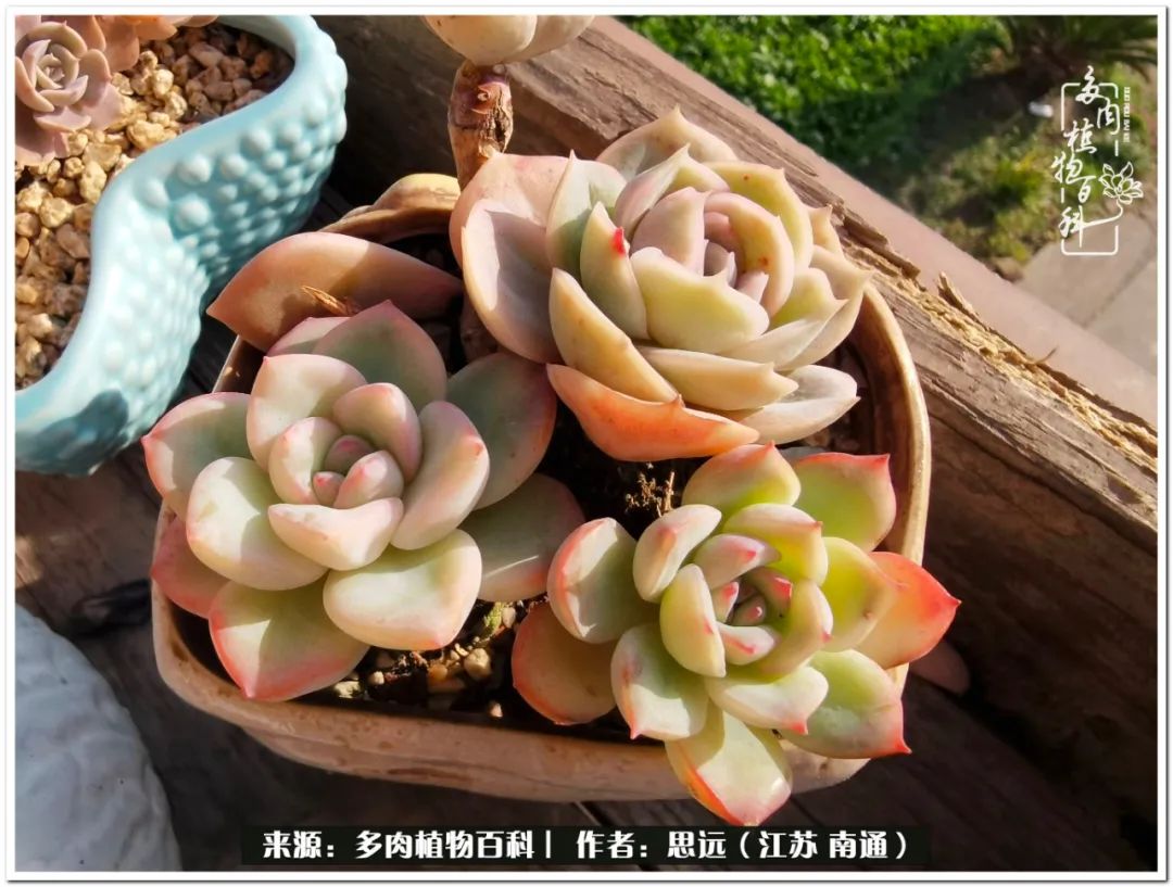 隔着时间的深爱，来自秋天的私语