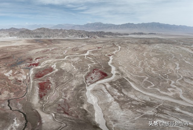 青海湟鱼那么多为什么要保护,救命的青海湖湟鱼