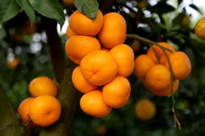 枝江:人均GDP比肩北上广,它做对了什么?