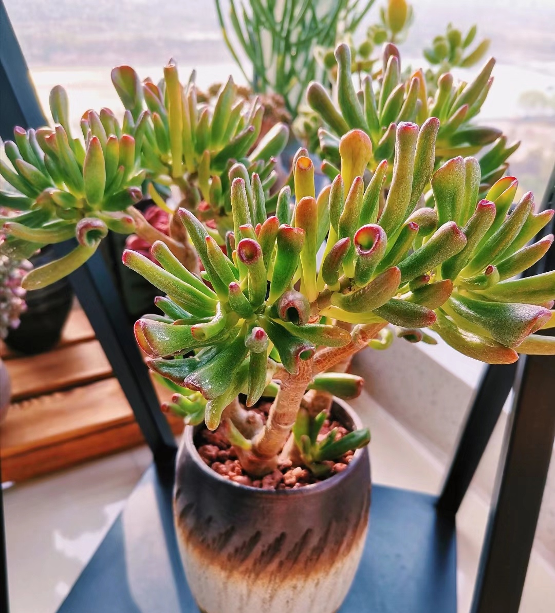 走霉运养什么花旺财运呢,养什么花好运气又旺财