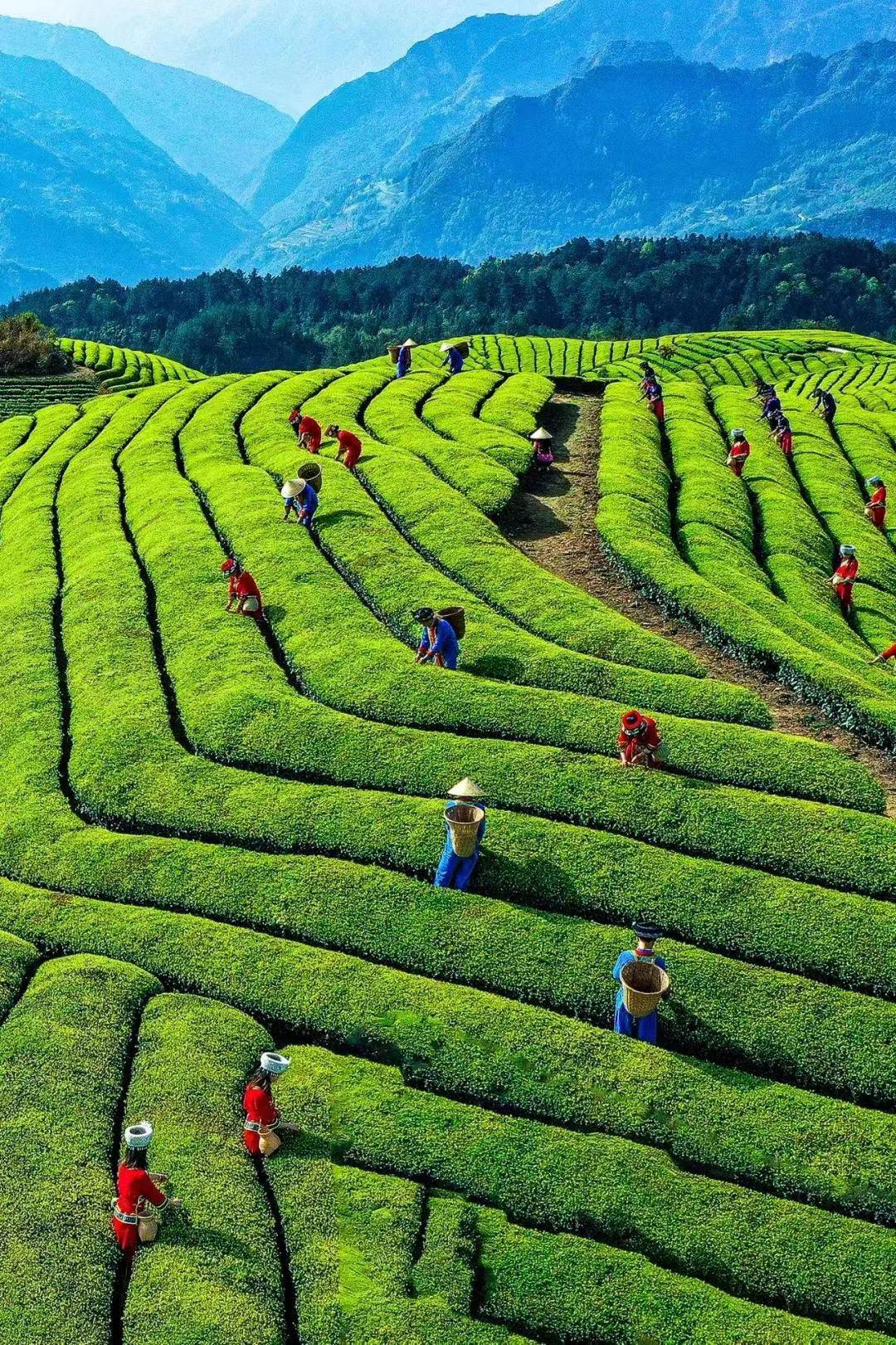 宜昌长阳绿茶,宜昌绿茶品牌五峰毛尖