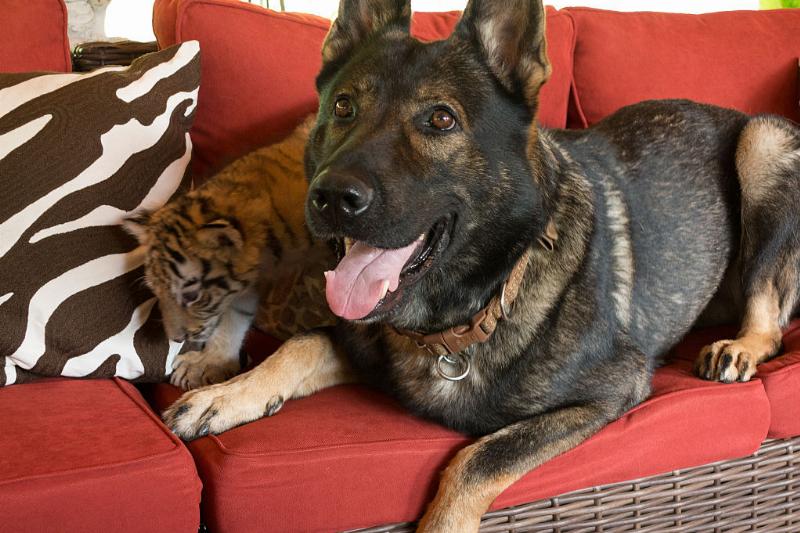 不同品种的狗狗性格差异有多大,16种常见狗狗的优缺点