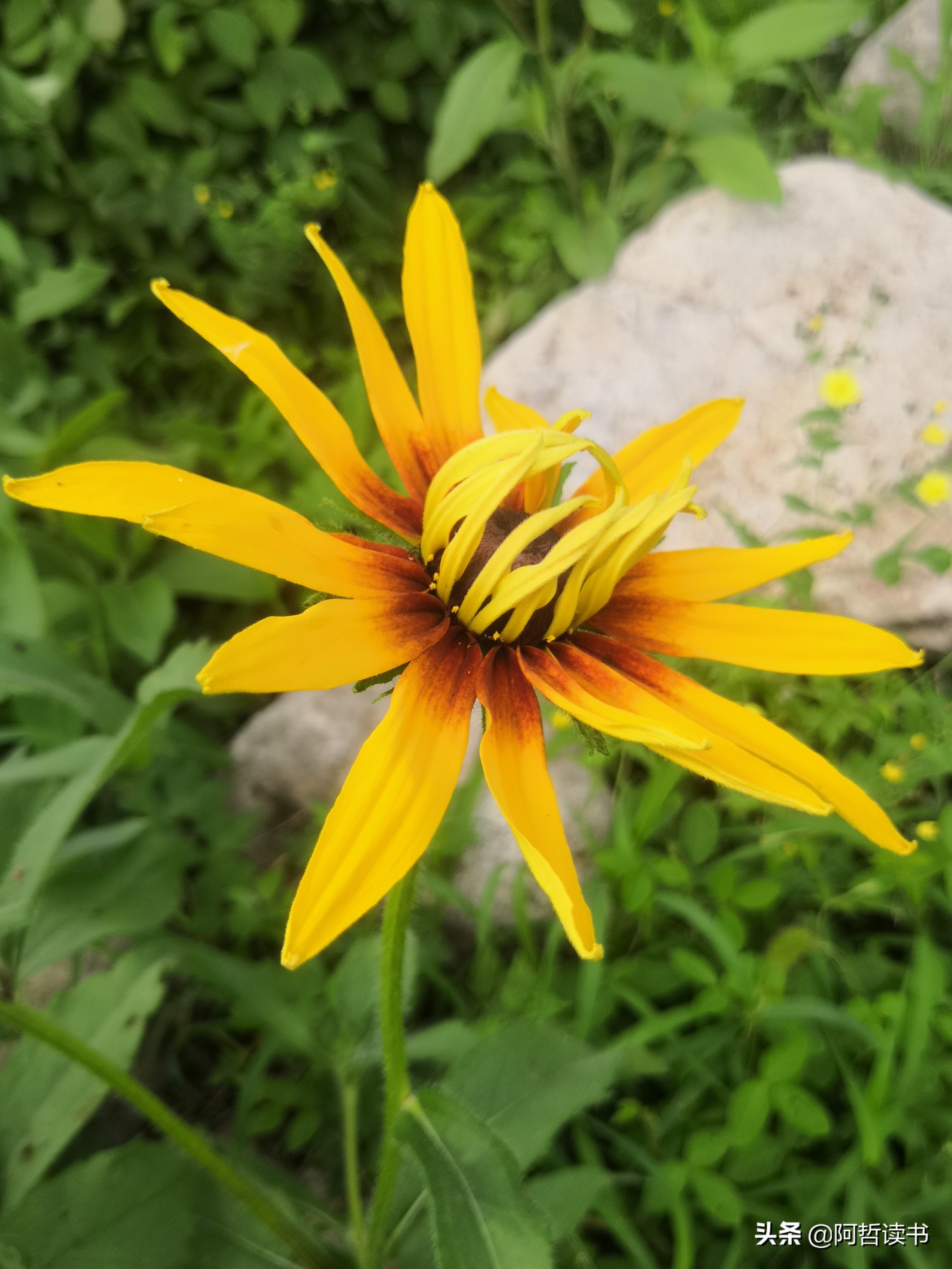 黑心金光菊：花名不雅，花姿灿烂，菊花里独特耀眼的一款