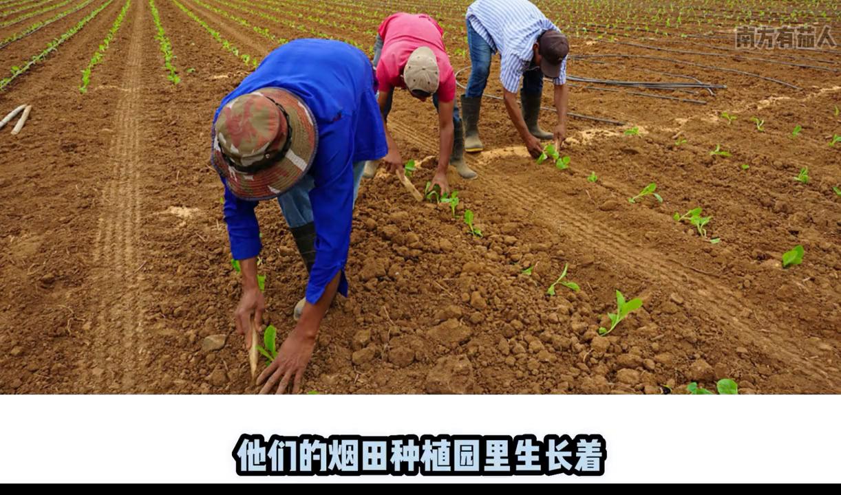 雪茄文化第一视角,一口气了解雪茄