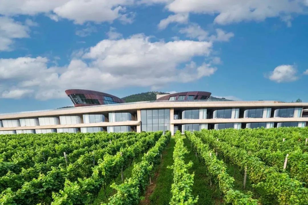 让世界微醺！沿着北纬37度黄金海岸，邂逅东方“波尔多”！