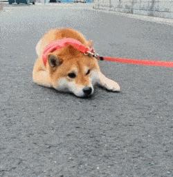 小狗狗走丢了怎么办,狗狗丢了怎么100%找回