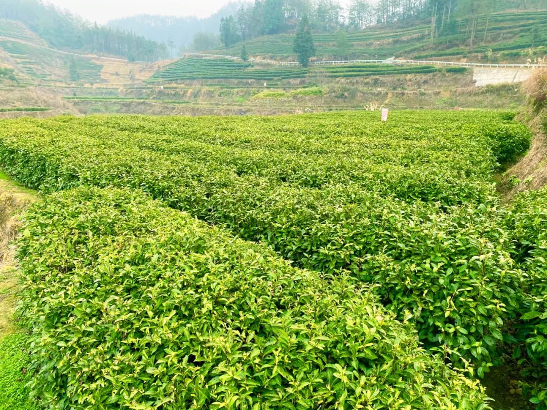 保靖黄金茶营养价值,保靖黄金1号茶跟2号茶的区别