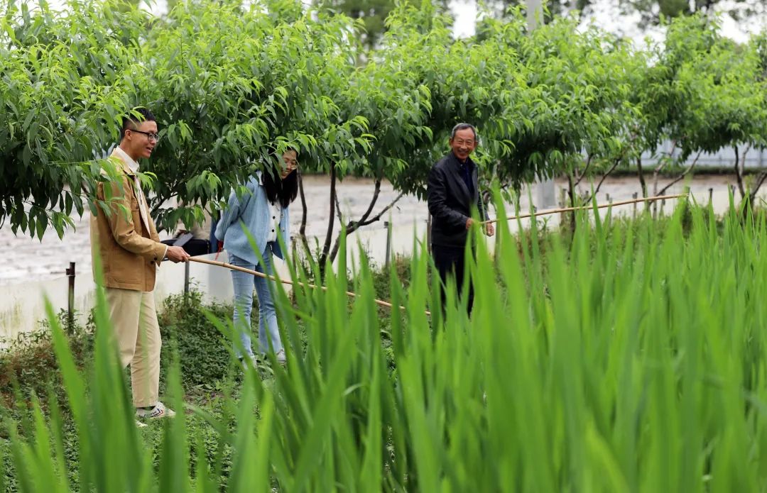这个周六，瓶窑张堰千“茭”百态初夏游，约不？