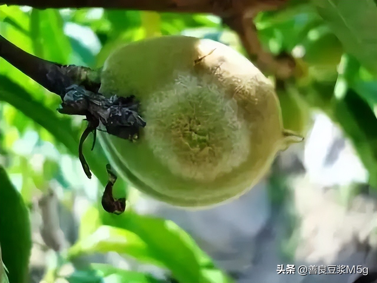 桃树防治常用药水,桃树白霉病怎么治疗