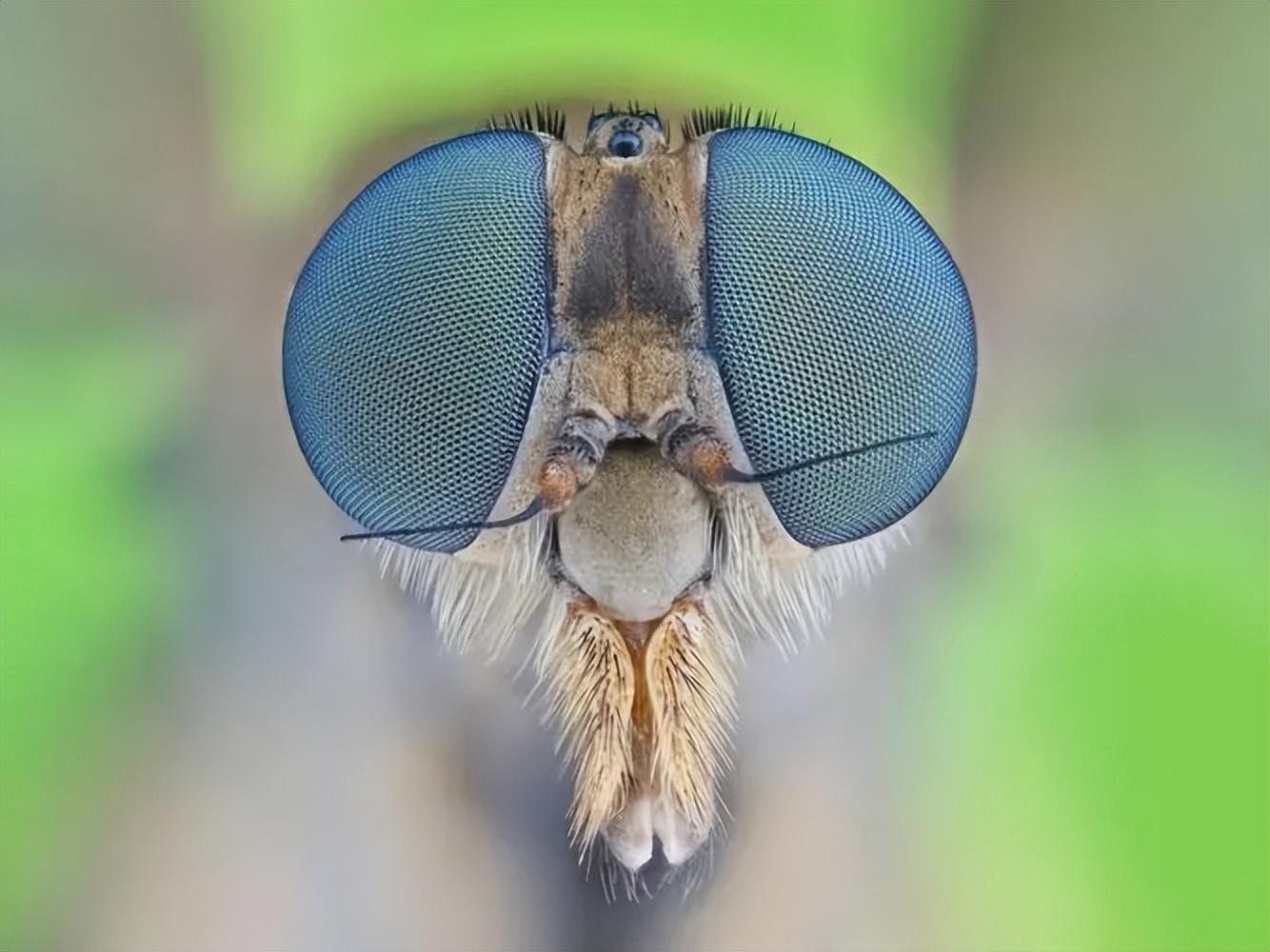 为何用手很难拍死苍蝇,教你如何拍死一只苍蝇