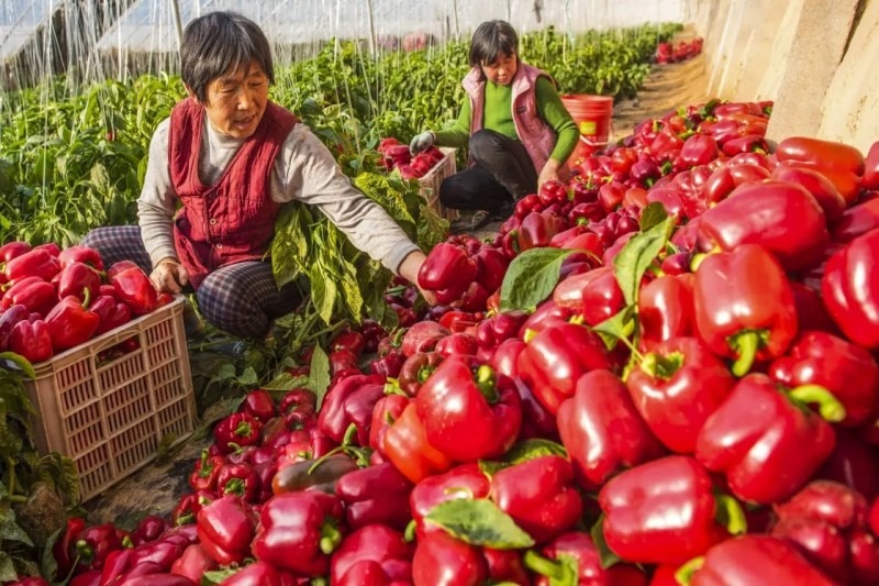农村种植什么亩产过万元,目前农业种植有什么好项目